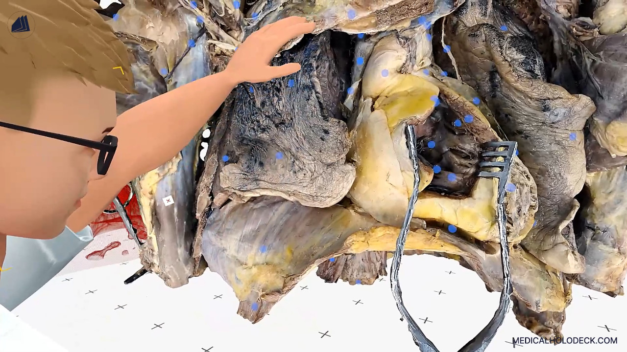 Exploring the human lungs thumbnail 5